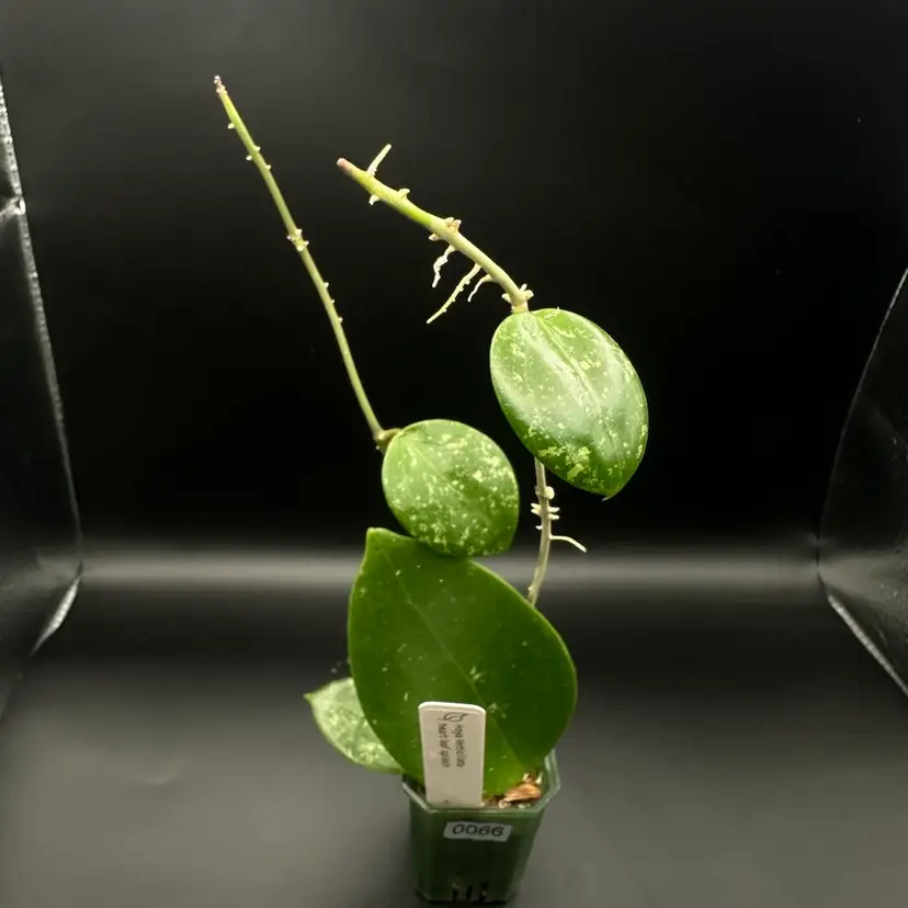 0066 Hoya verticillata heart leaf splash (2 plants in pot)