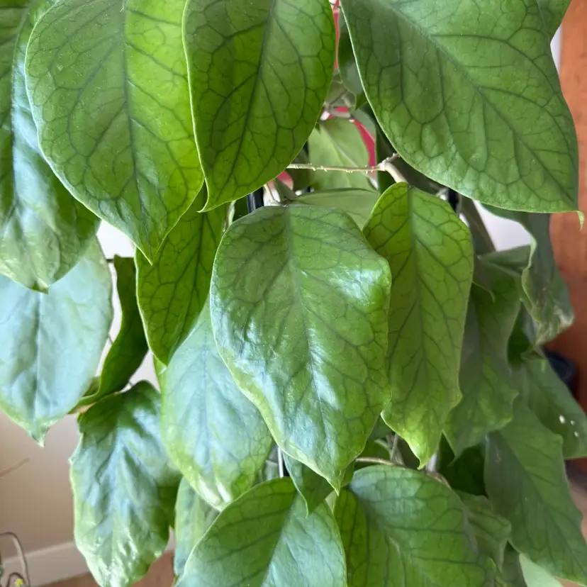 Patchawalarai 029 - fresh cut 1 node