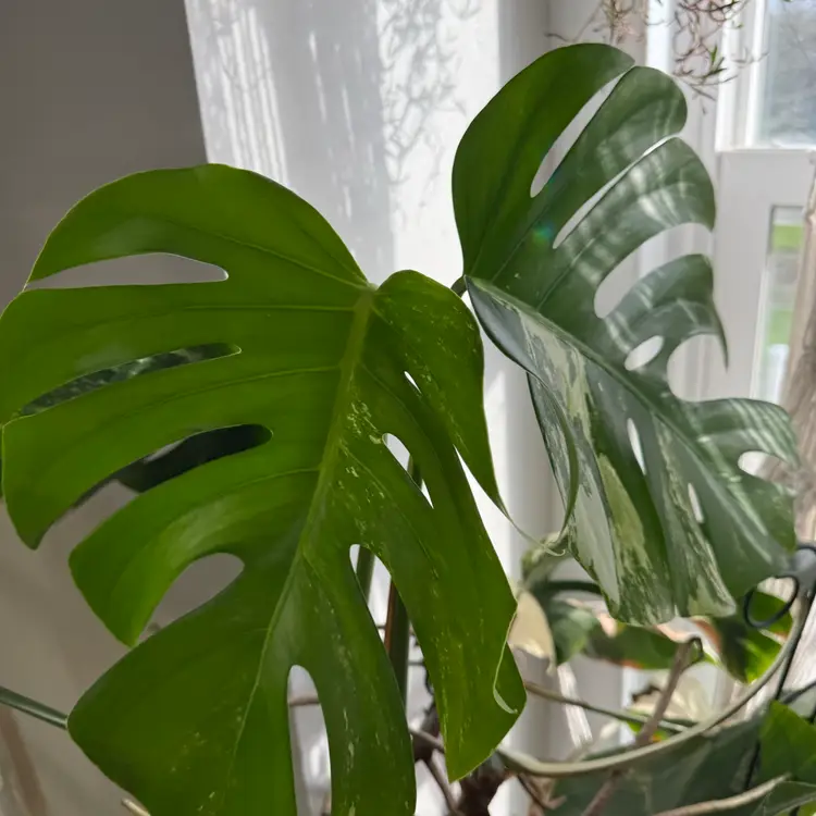 Monstera Albo Top Cut. Low Color But From A Half Moon Plant