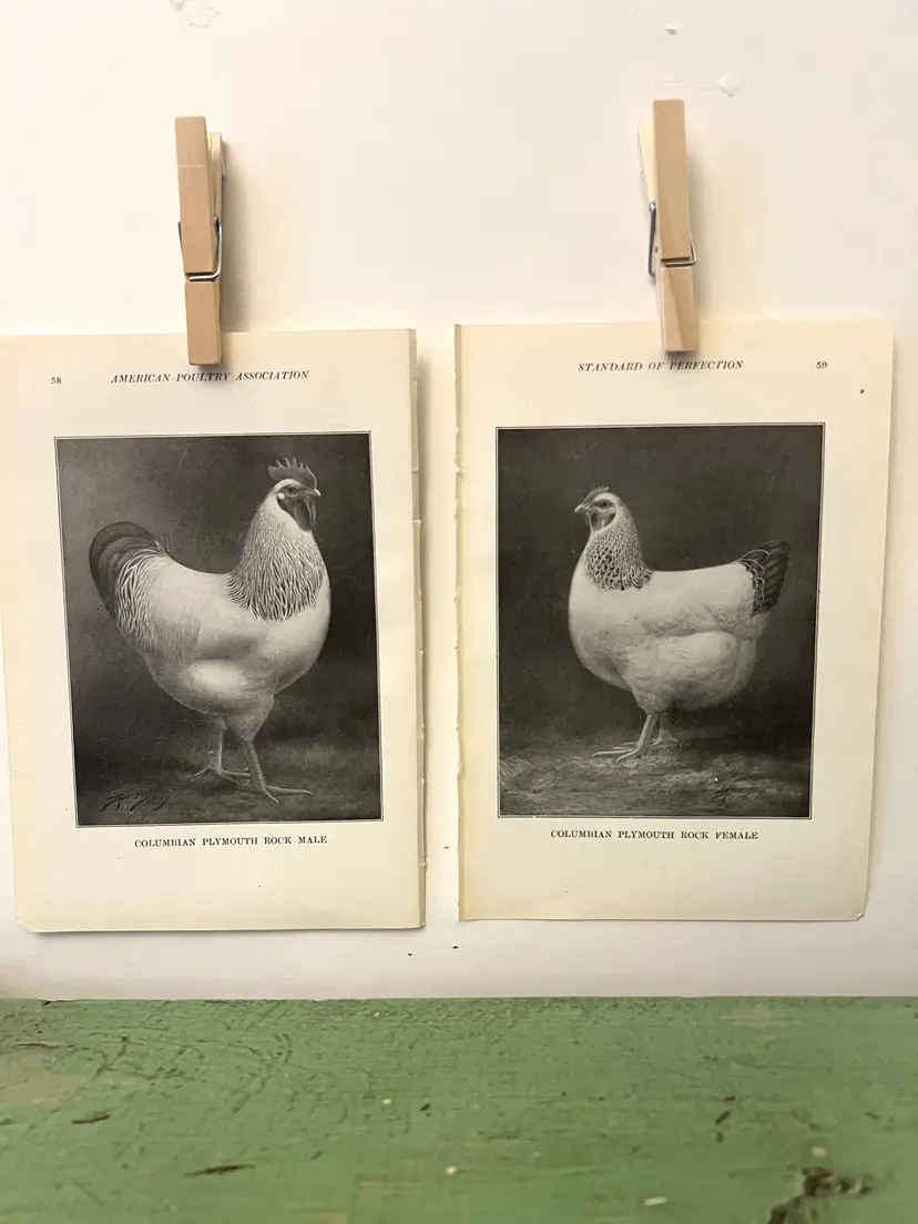 Vintage CHICKEN PRINTS Columbian Plymouth Rock. c1912. Farm House Ephemera