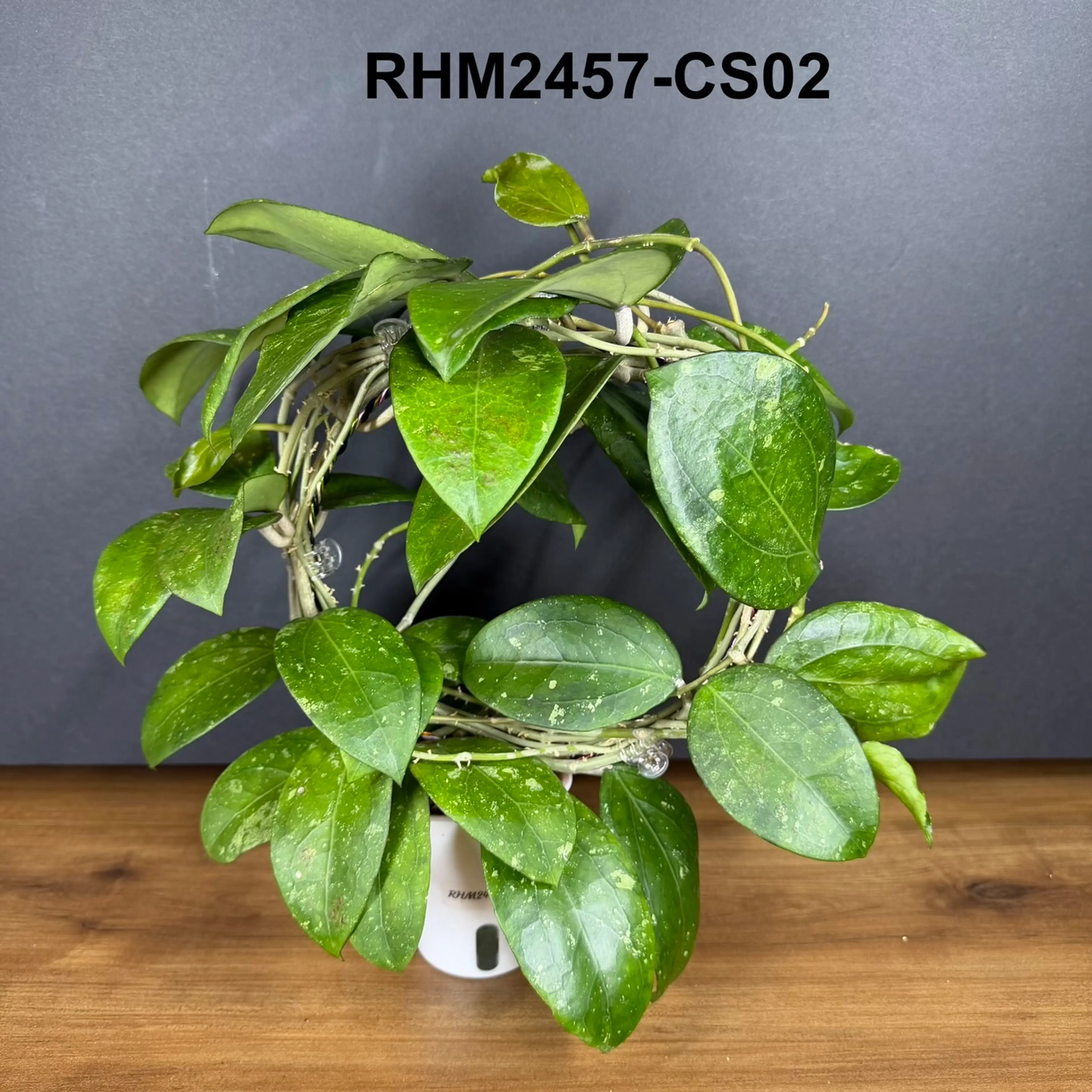 Image 5 of 29