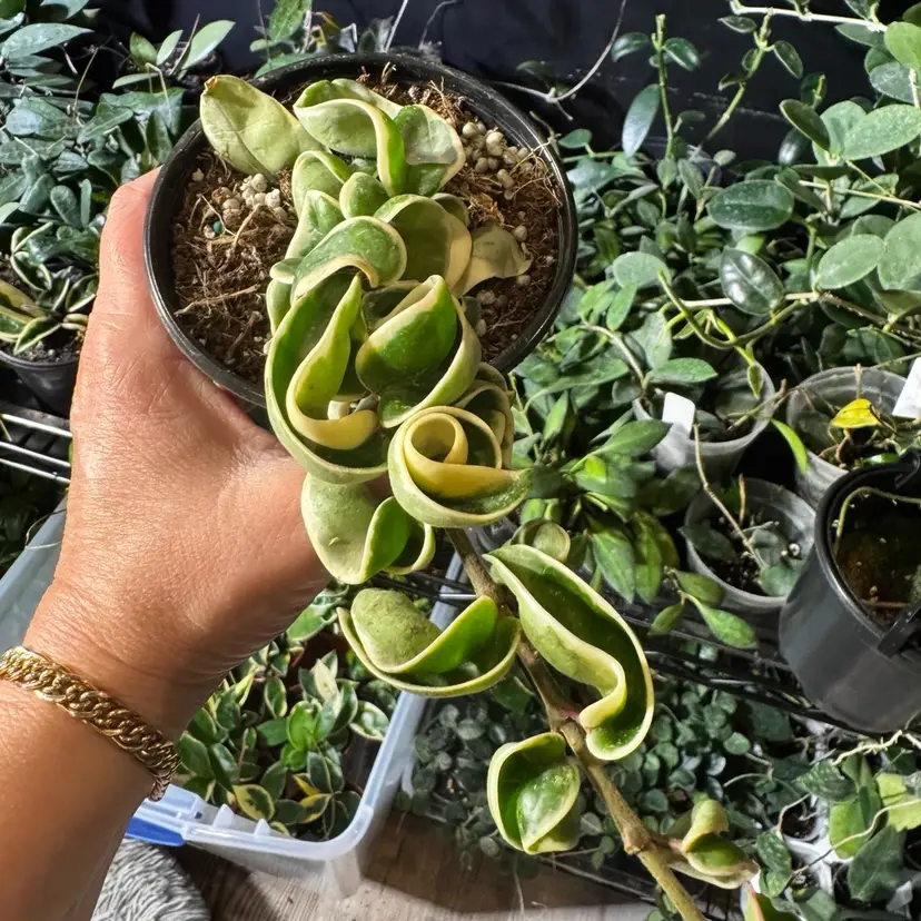 Variegated Compacta Rope