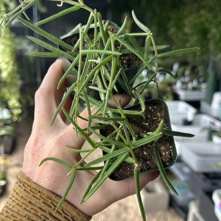 2 Inch Linearis Cuties