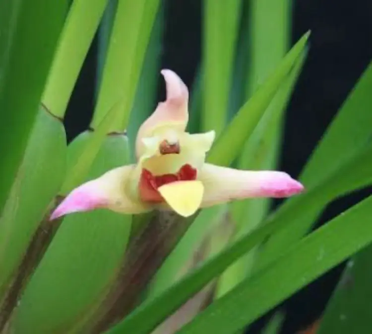 Maxillaria oreocharis