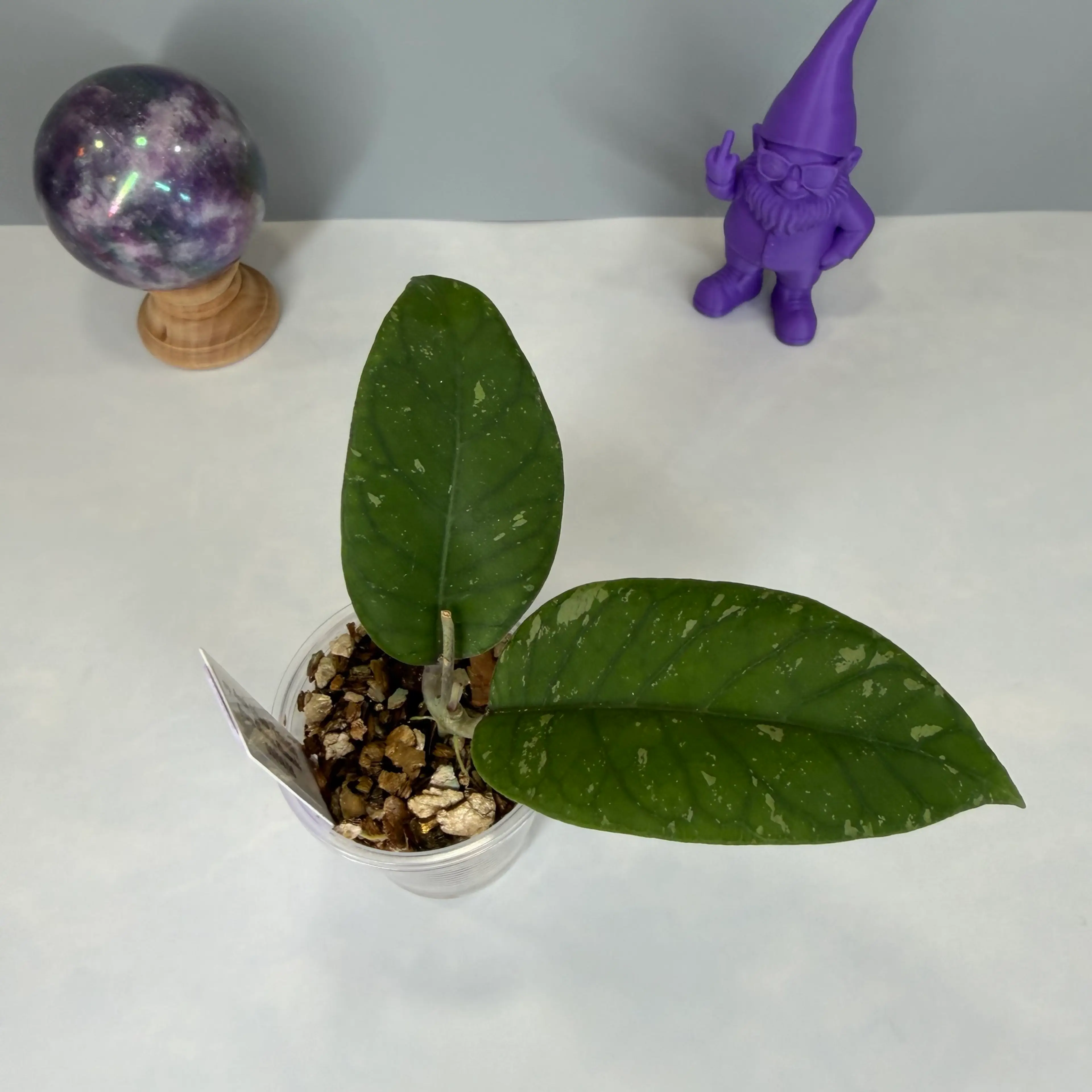 Image 2 of 7