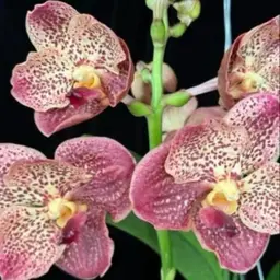 Vanda Srakaew 'Maui' x self