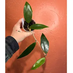 231 Hoya SRML725-5 ‘Tangala’