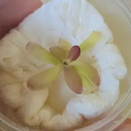 Pinguicula hemiepiphytica x calderoniae