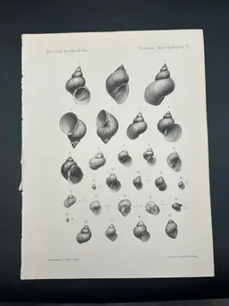 Antique Sea Life Book Plates “Seashells” Prints 13”H 18.5”W Set Of 4