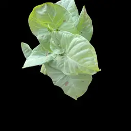 Syngonium Confetti