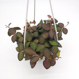 Hoya burtoniae variegata (sunstressed) 4.5 inch hanging basket 717