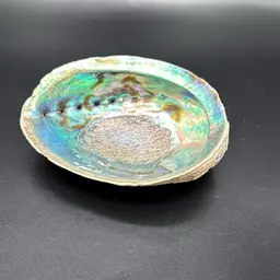 Abalone Shell