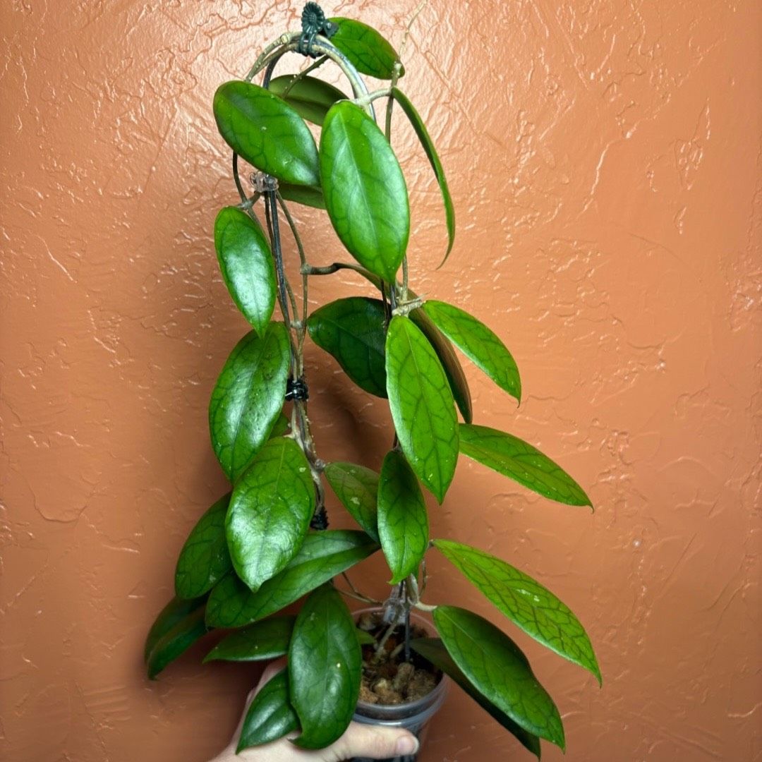 Hoya sp Kalimantan mini coin