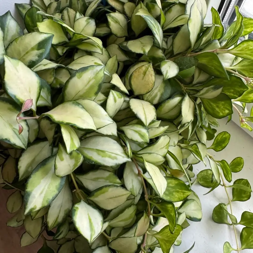 Fresh cut - Hauschliana inner var- 6 nodes