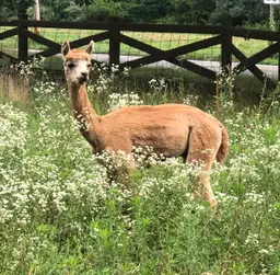 ftf_feedthefarm_alpacas