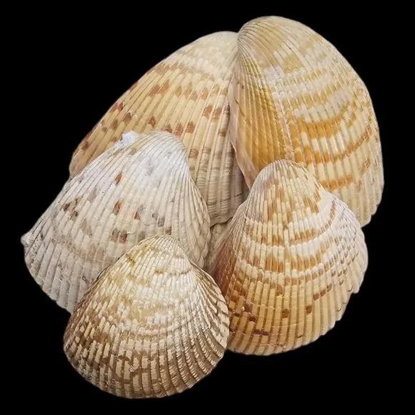 Florida 🌞 Set Of 5 Assorted Huge Florida West Coast Cockle Sea Shells