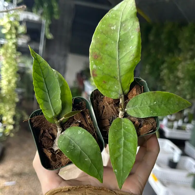 Hoya ACEH Nap 04 (2 Inch 3 Leaves)