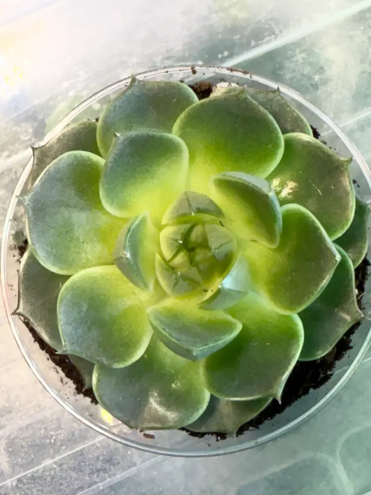 Echeveria Snowball