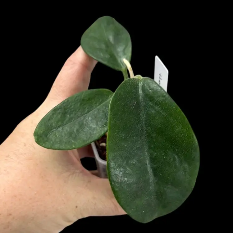 Hoya Calcyna Fuzzy Leaves