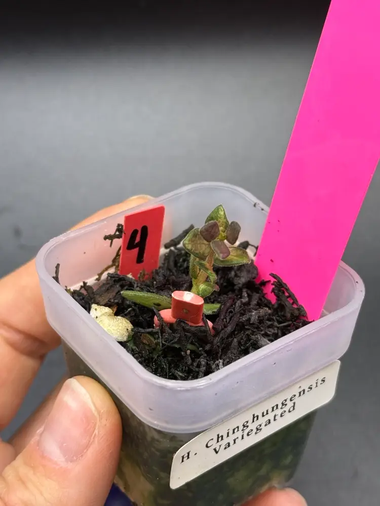 Hoya Chinghungensis Variegated (#4)