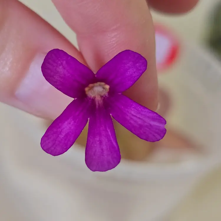 SC-27 Pinguicula gigantea x "Summer"