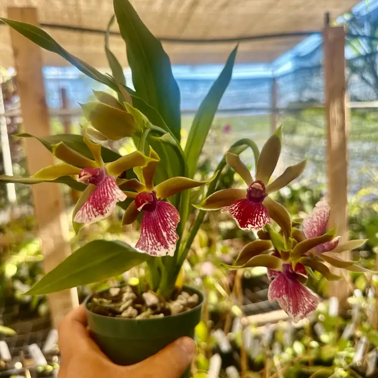 Zglm. Louisendorf ‘Rhein Moonlight’