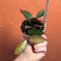 Hoya ‘Peach Love’