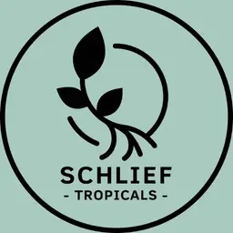 schlieftropicals