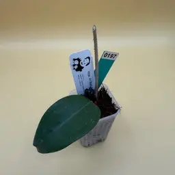 0197 AH Black Spinel