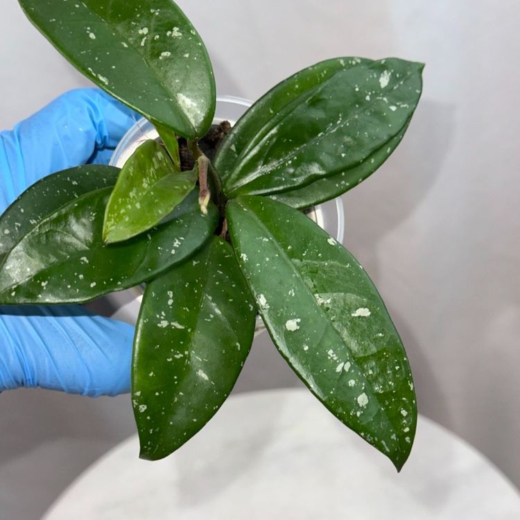 Hoya SMS ‘Dalton Henry’ - 3 inch pot