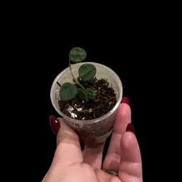 Hoya Serpens xiaojie 001