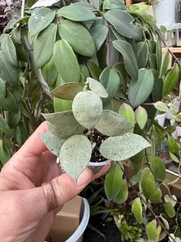 Hoya Lacunosa ‘Moonshine’ rooted in 3 inch pot