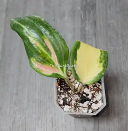 Hoya merrillii (Variegated)