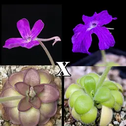 SEEDS P. "Royal Hooker" x Sumidero 1