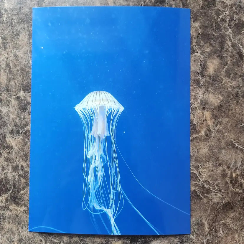 Photograph Of Jellyfish