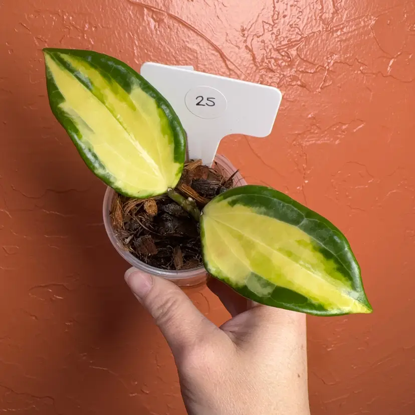 Hoya merrillii (inner variegated)