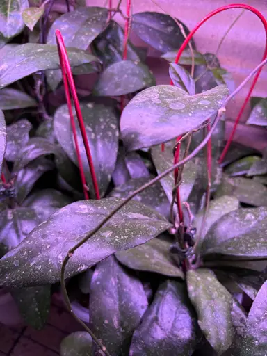 Getting Ready For 2026 Seed Season