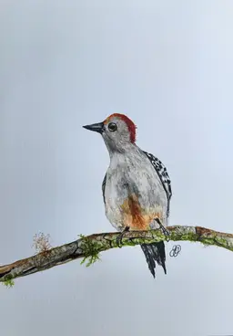 Red-bellied Woodpecker Original Watercolor Painting Signed By The Artist 5x7