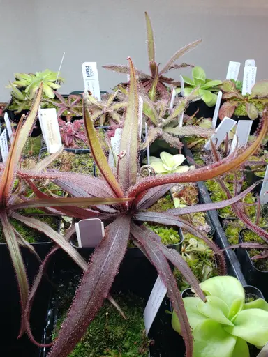 Carnivart Plants 