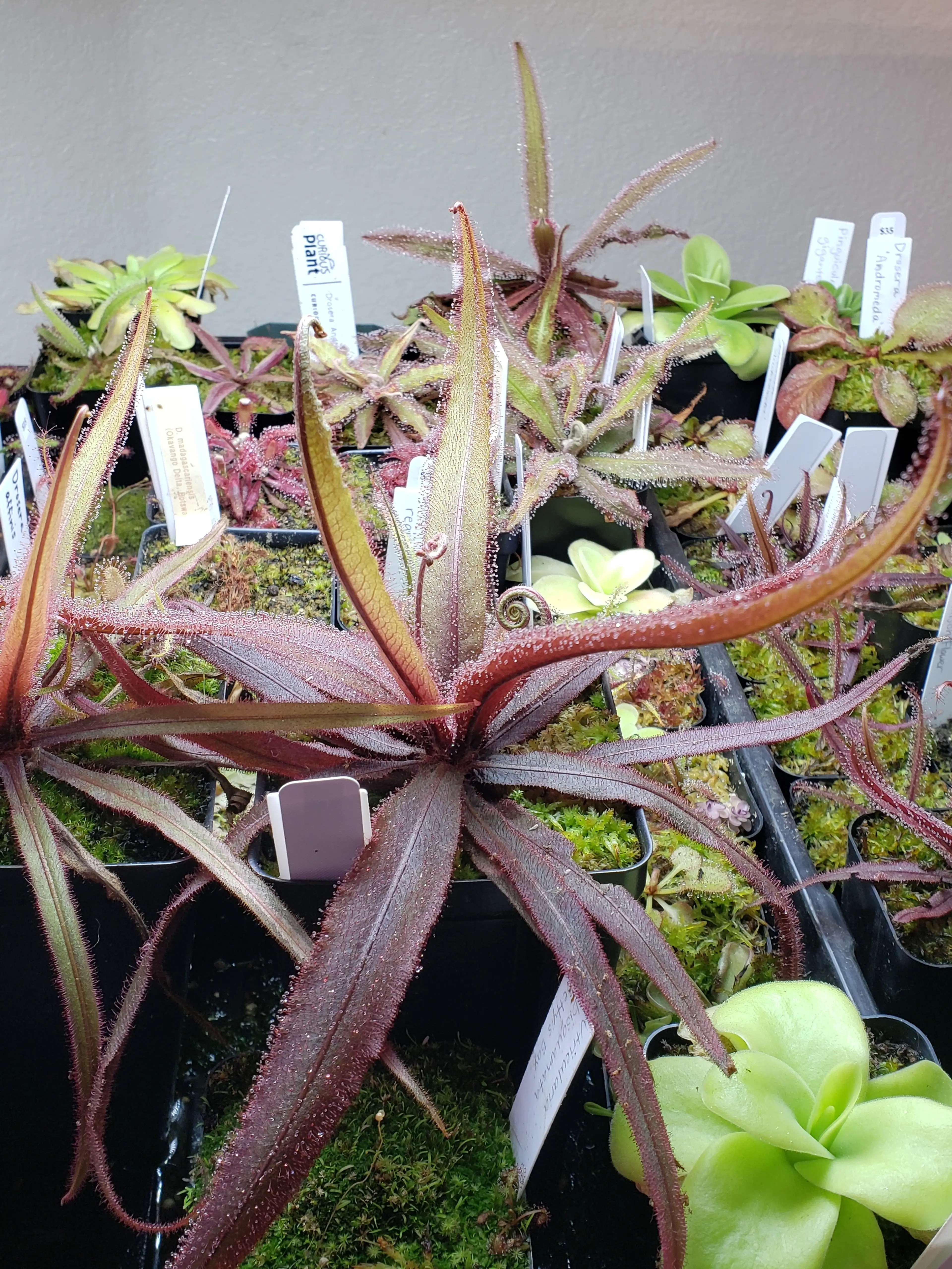 Carnivart Plants 