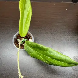 308 Hoya benvergarai