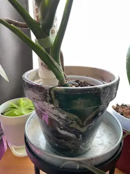 Hydro-dipped 6” Clay Pot - Black/White/Dark Green