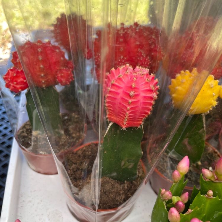 08 Gymno Pink