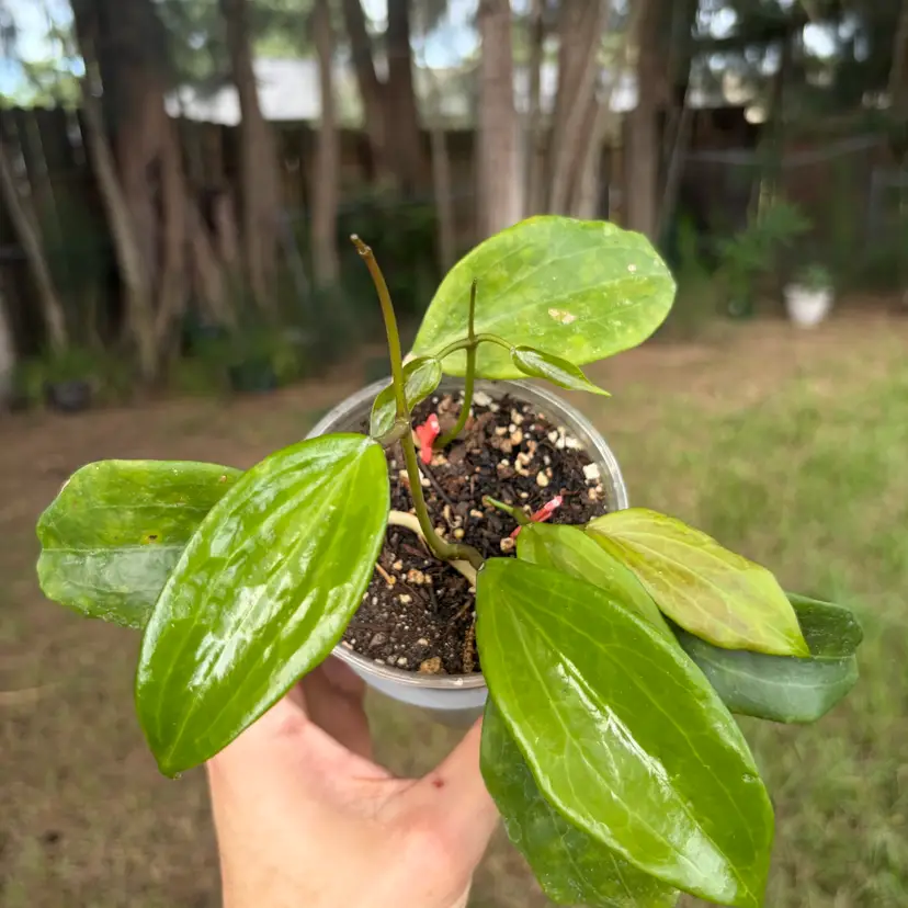 Hoya Quinquinervia
