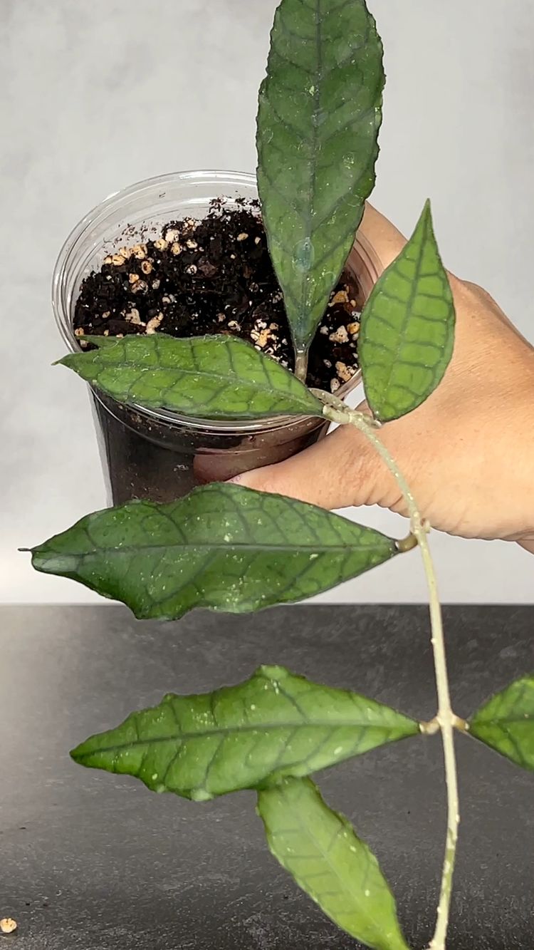 Hoya Sp AH030