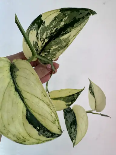 A Little Hang Out Join If You Are Bored 