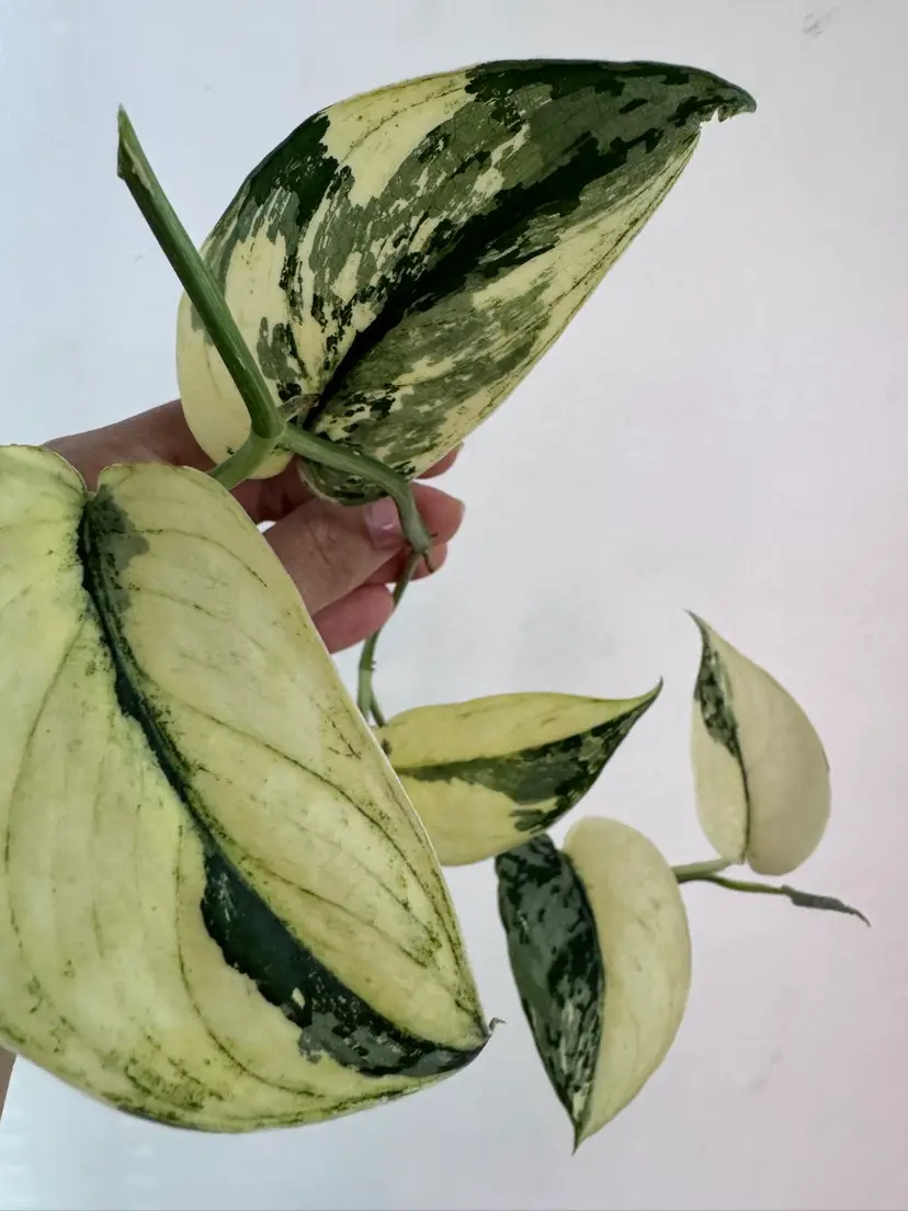 Livestream thumbnail