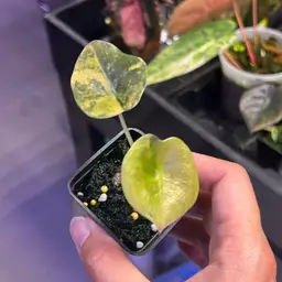 5272 Cuprea Caramel Latte Corm Grown