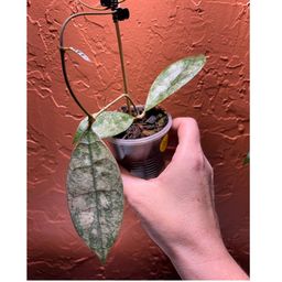 3042 Hoya aff lambii (silver)
