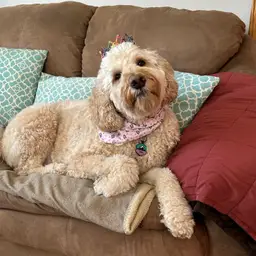 Donate to our Treat Fund 🐾